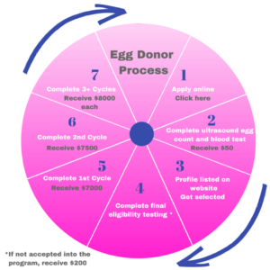 egg donor process