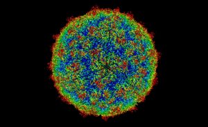 Cytomegalovirus (CMV) and Pregnancy