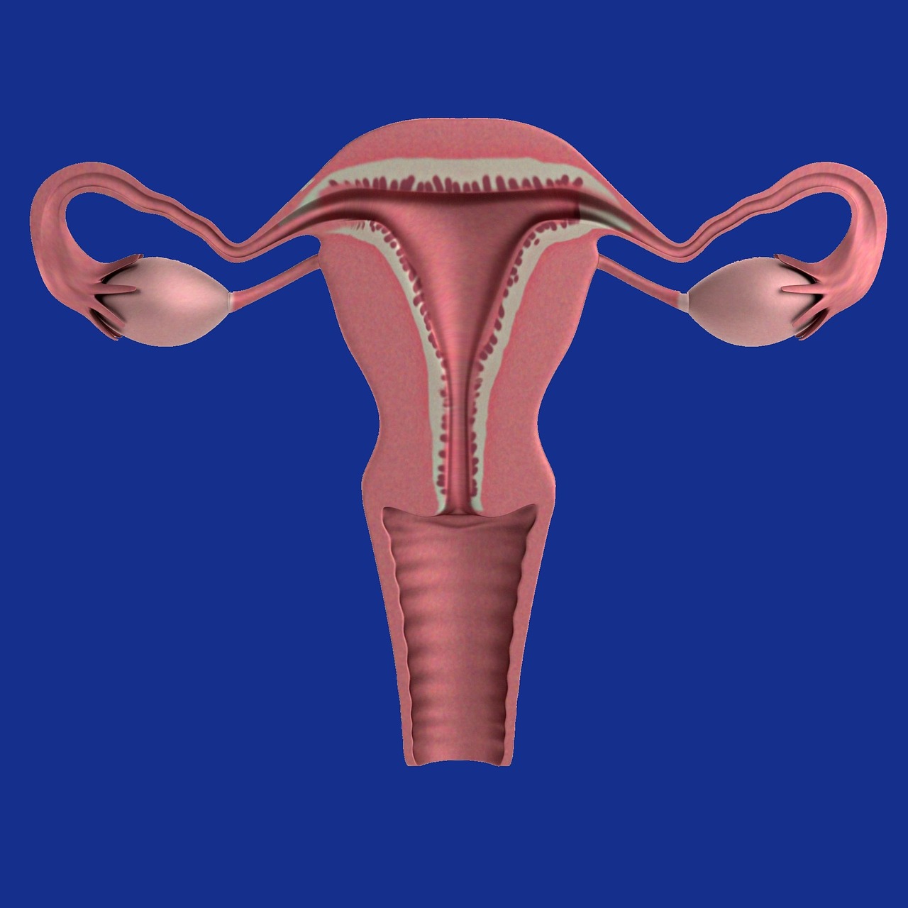 uterus-1089344_1280