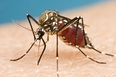 zika and reproduction